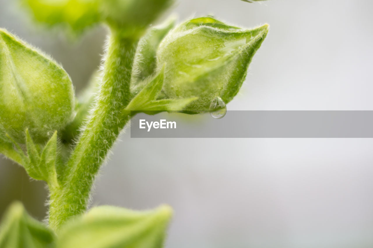 CLOSE-UP OF FRESH GREEN LEAF WITH WATER DROPS