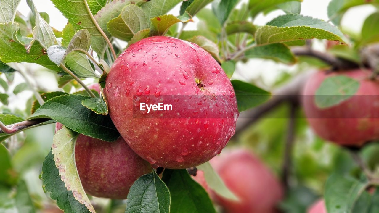 Close-up of apple growing on tree