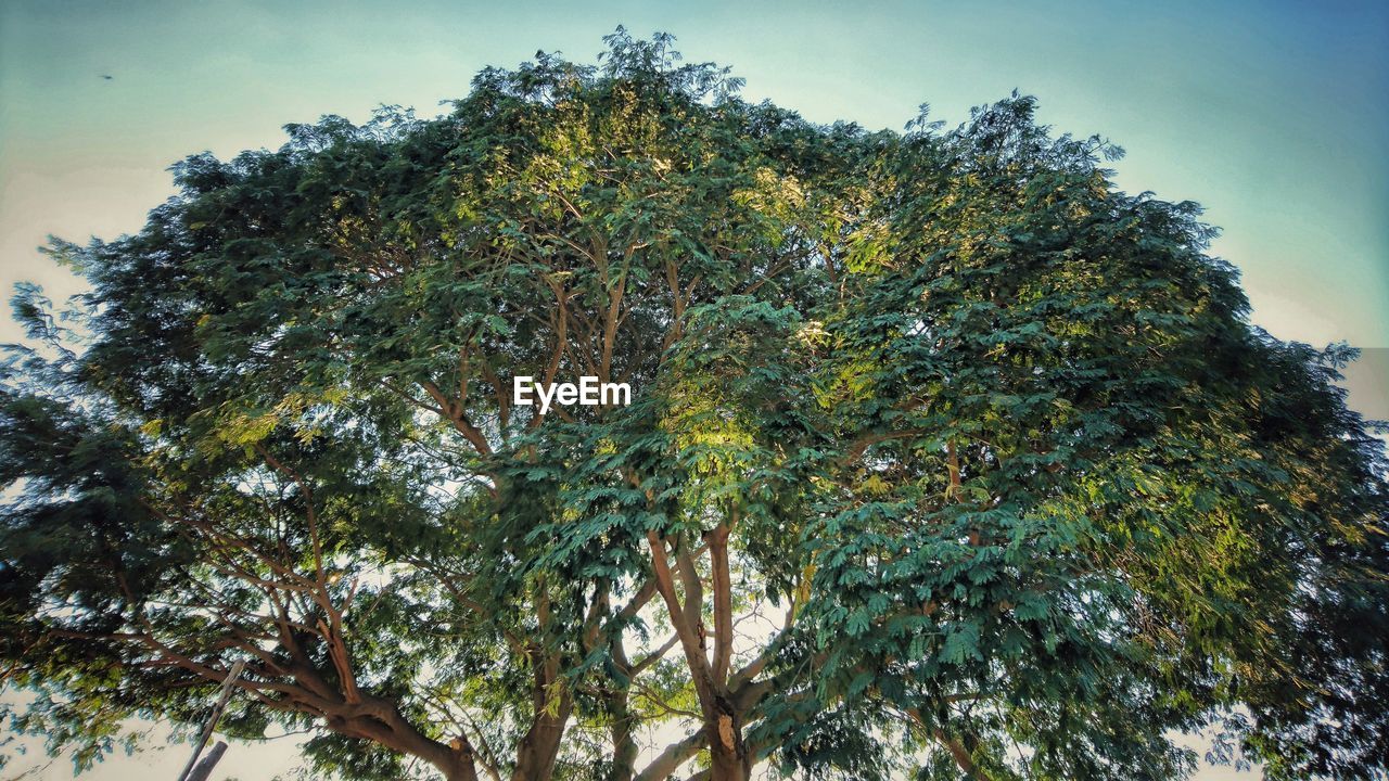 CLOSE-UP OF TREE AGAINST SKY