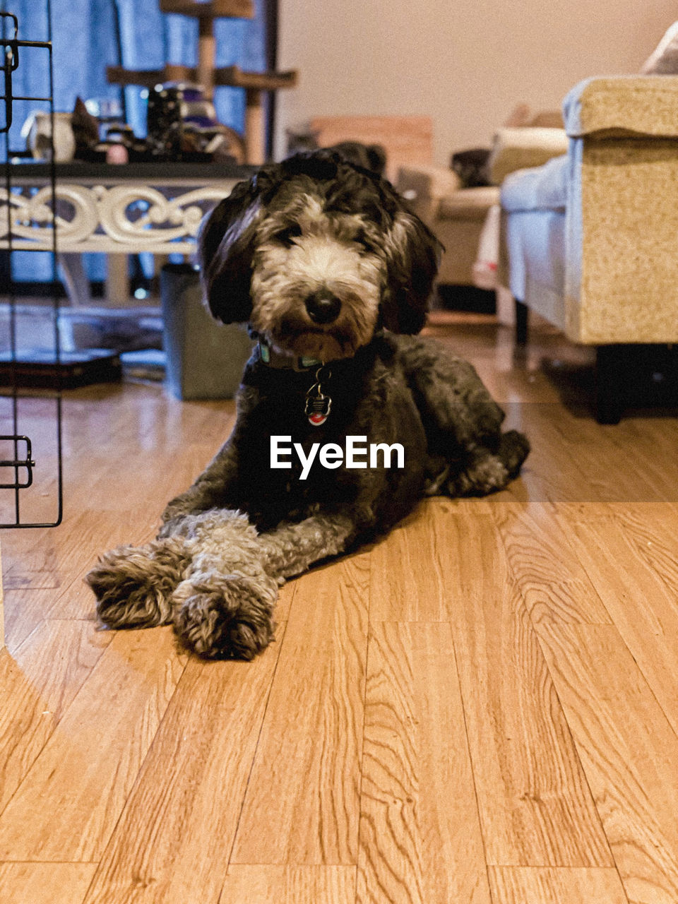 pet, domestic animals, mammal, one animal, animal themes, dog, canine, animal, indoors, puppy, flooring, hardwood floor, carnivore, sitting, home interior, portrait, no people, wood, looking at camera, lap dog, domestic room