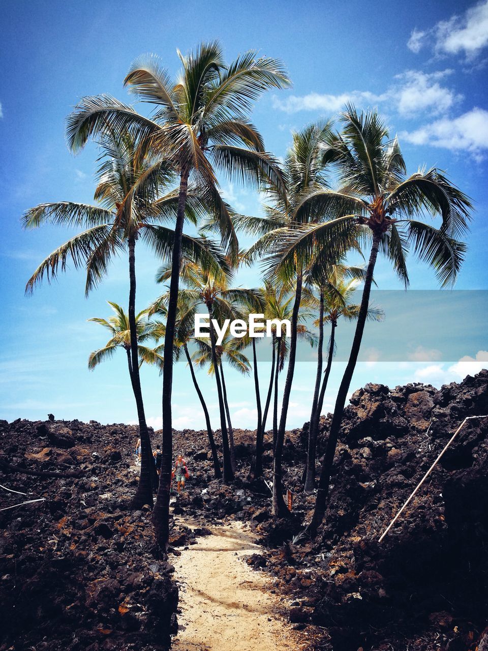 Palm trees on beach against sky