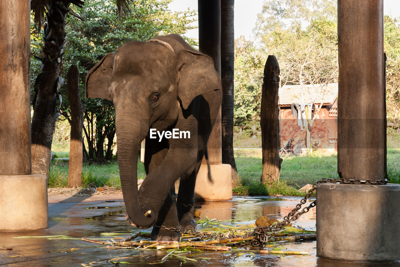 Elephant standing at zoo