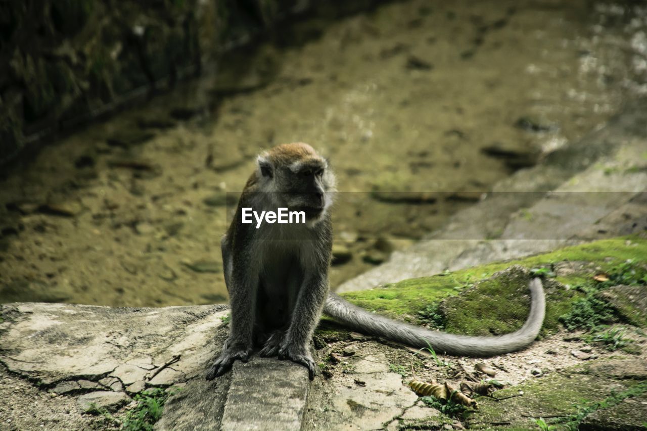 MONKEY SITTING ON STONE WALL