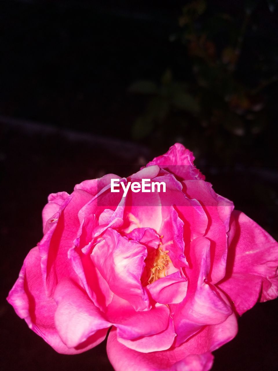 CLOSE-UP OF PINK ROSE OVER WHITE BACKGROUND