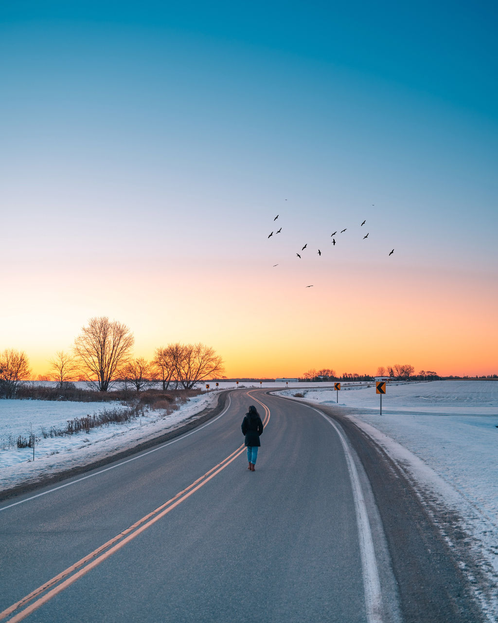 View of birds on road during winter