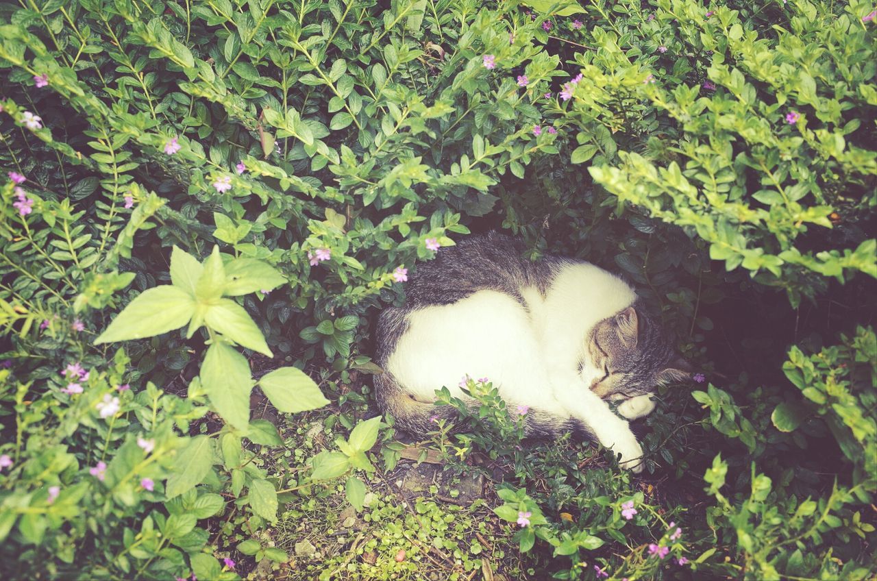 High angle view of cat sleeping amid plants