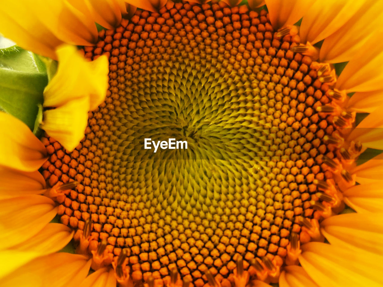 CLOSE-UP OF YELLOW FLOWER POLLEN ON SUNFLOWER