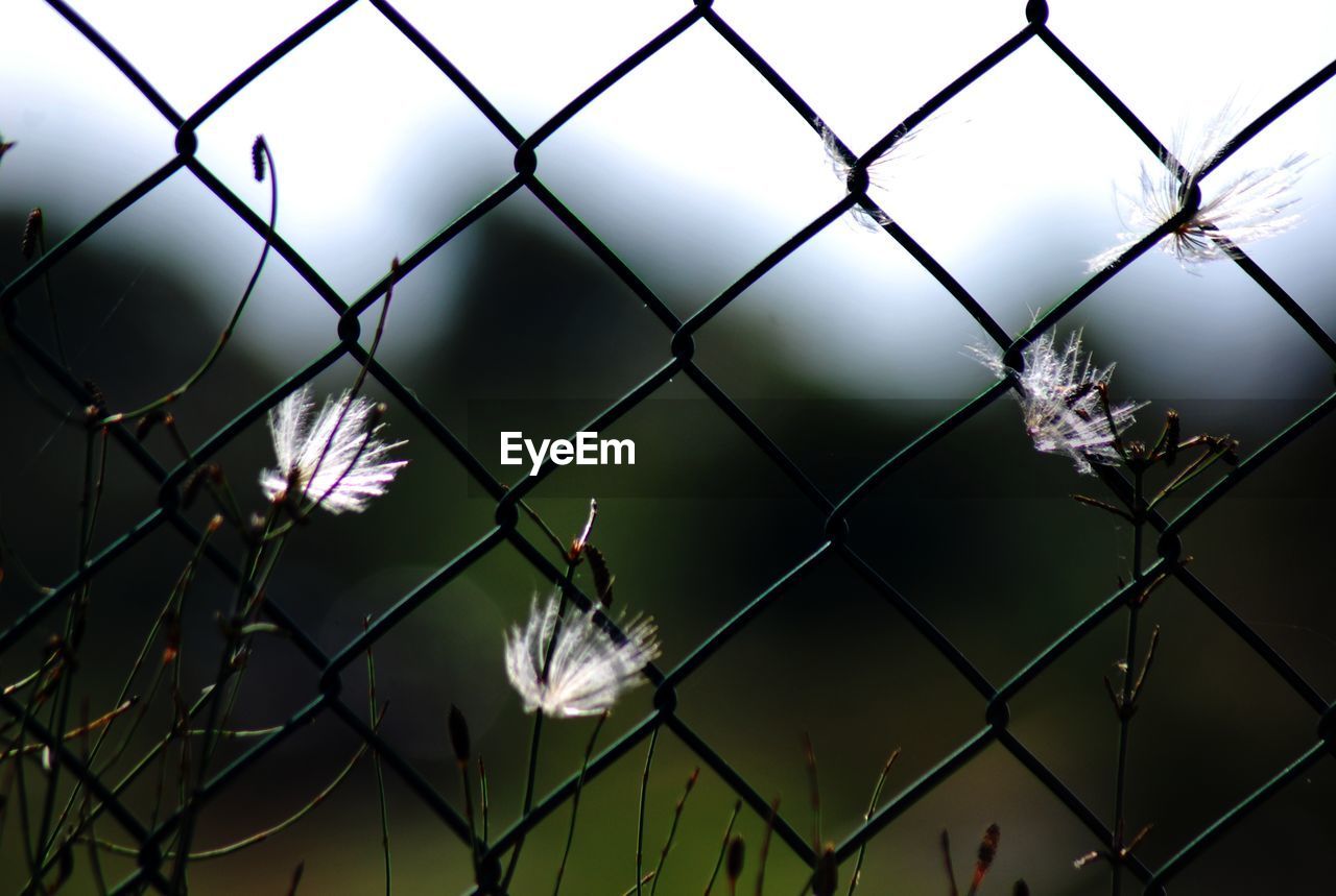 Flowers blooming by chainlink fence