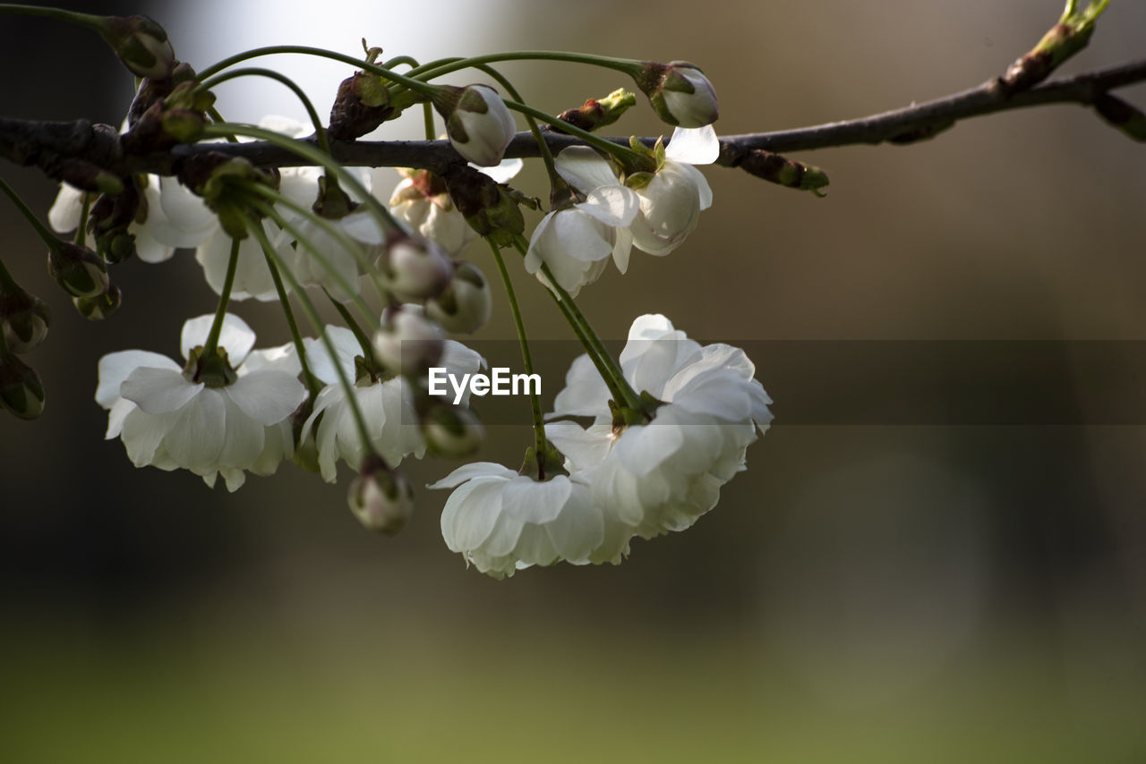 Close-up of cherry blossom