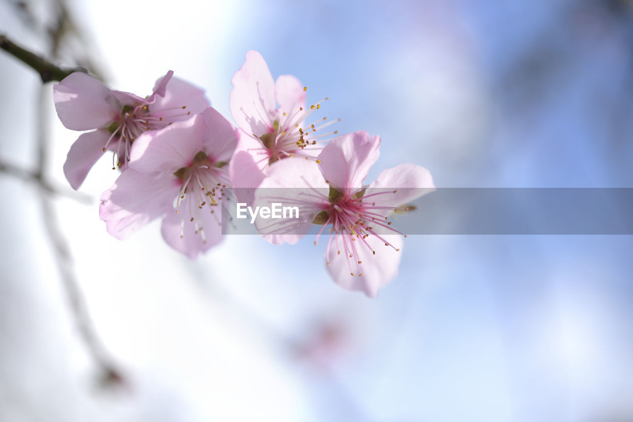 Low angle view of pink cherry blossoms against sky