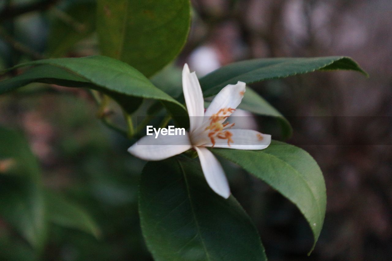 CLOSE-UP OF WHITE FLOWER PLANT