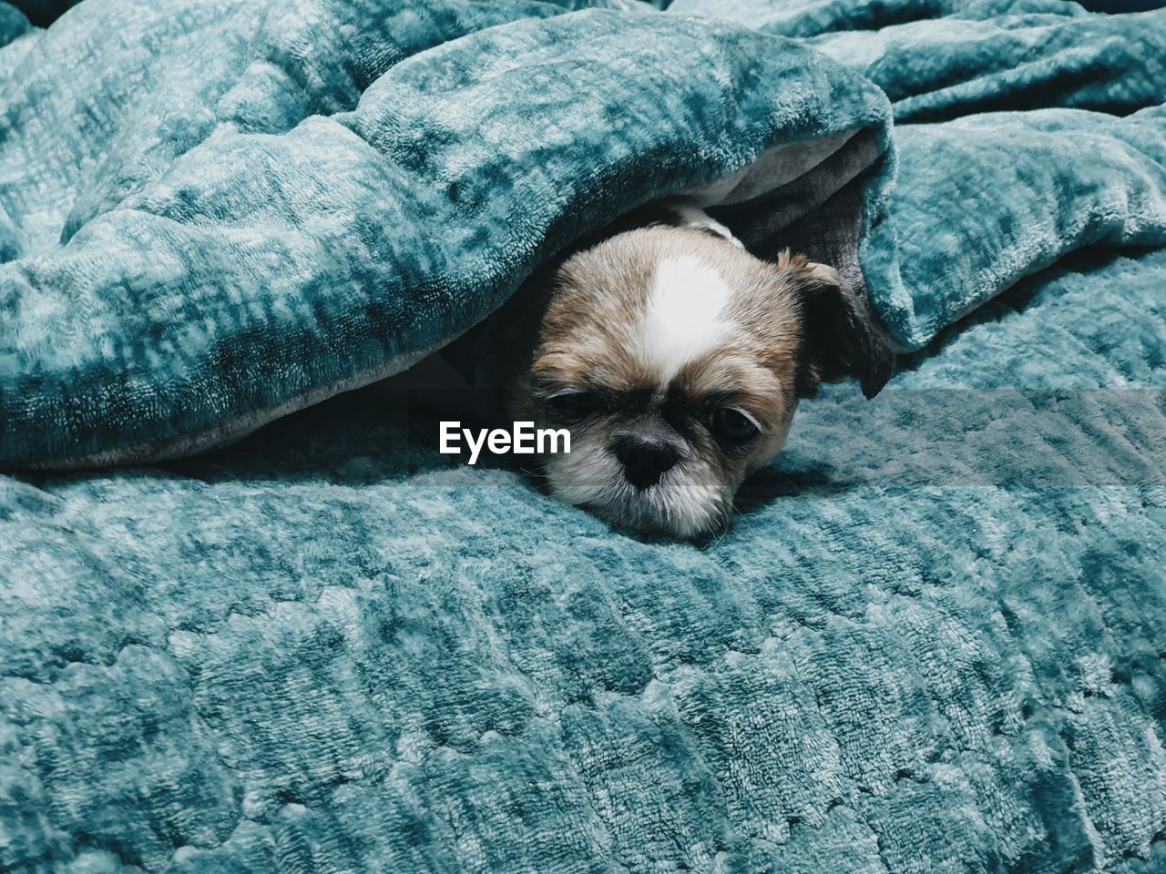 PORTRAIT OF A DOG RESTING ON CARPET