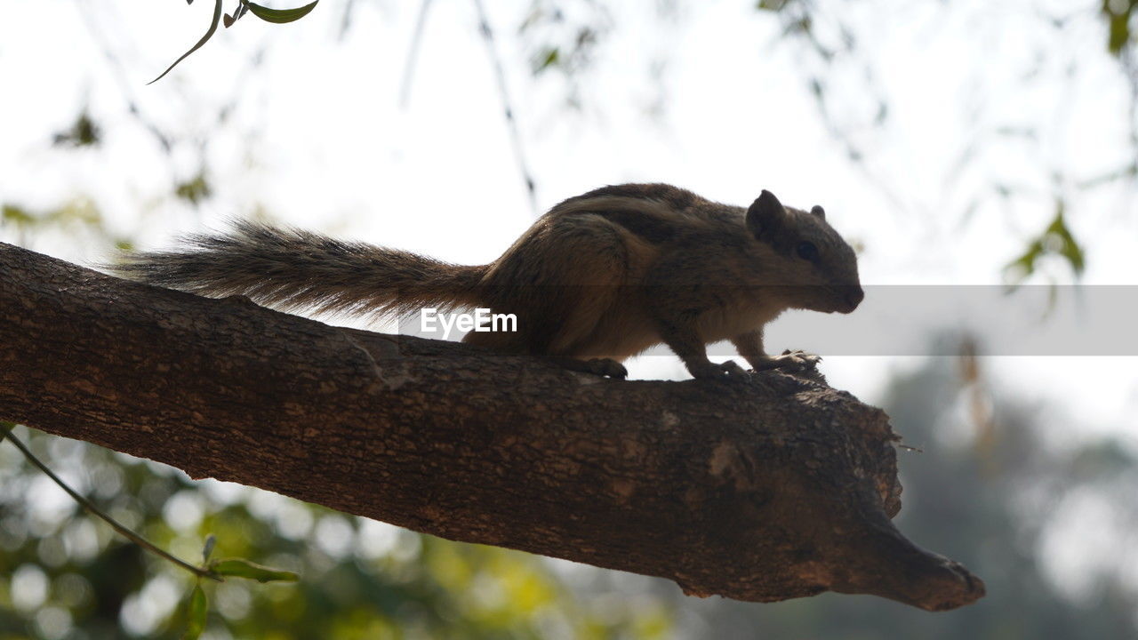 animal, animal themes, animal wildlife, squirrel, tree, mammal, one animal, wildlife, branch, nature, rodent, plant, no people, outdoors, low angle view, cute