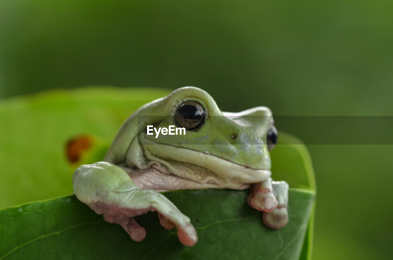 Close-up of a frog