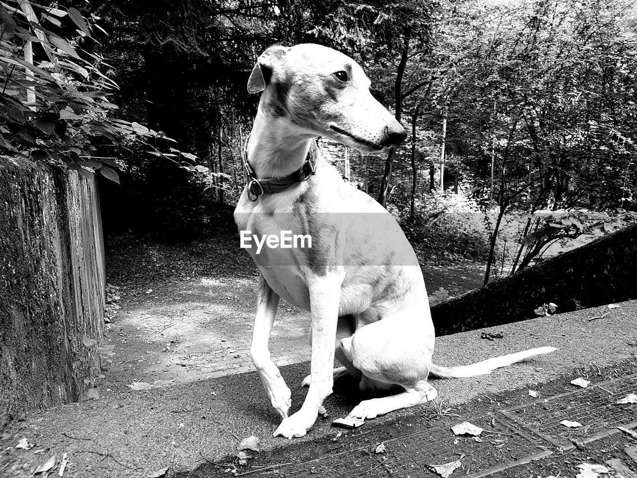 Whippet dog looking away outdoors