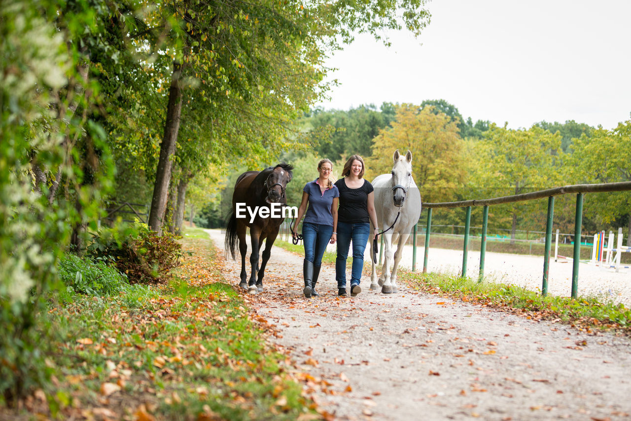 HORSES STANDING IN A ROW