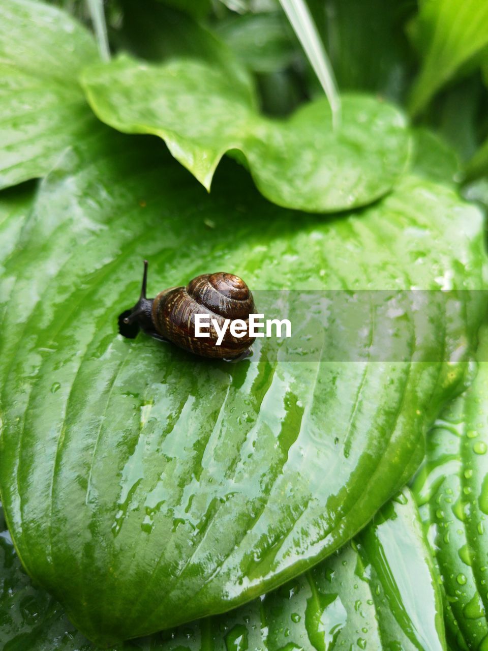 CLOSE-UP OF SNAIL