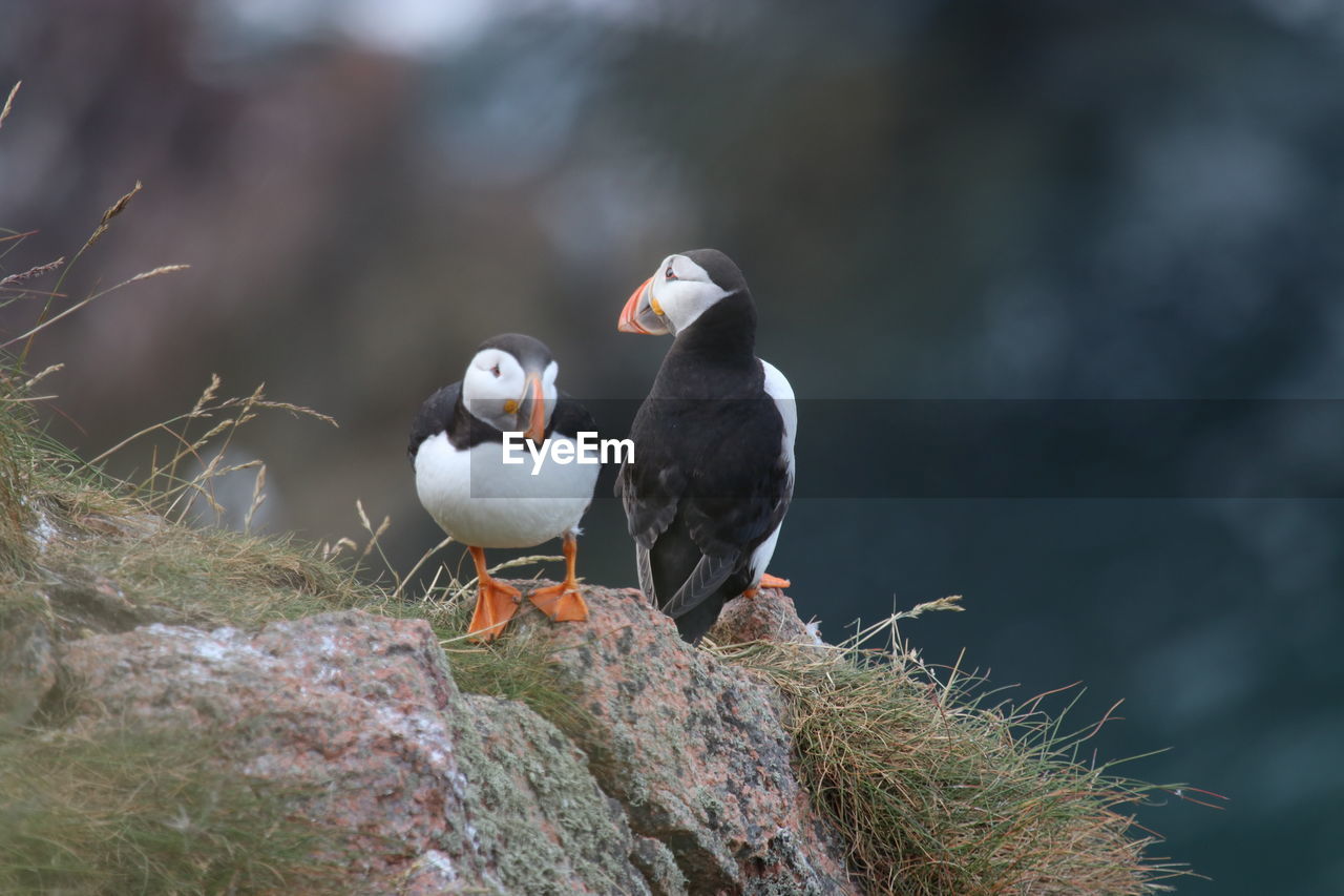 Puffin birds at bullers of buchan