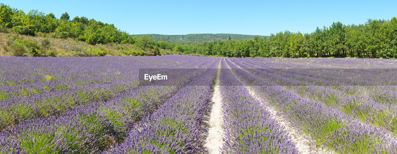 Scenic view of lavender field against sky