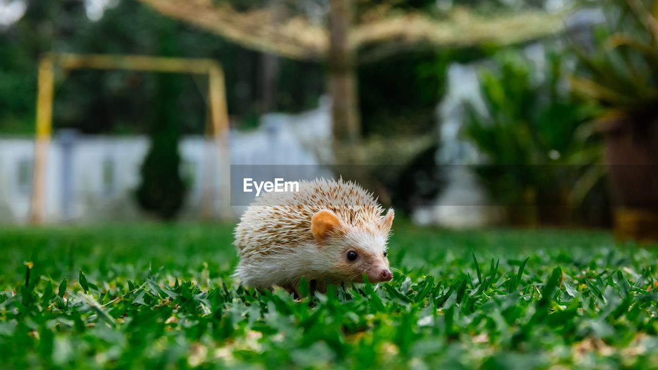 Hedgehog on field