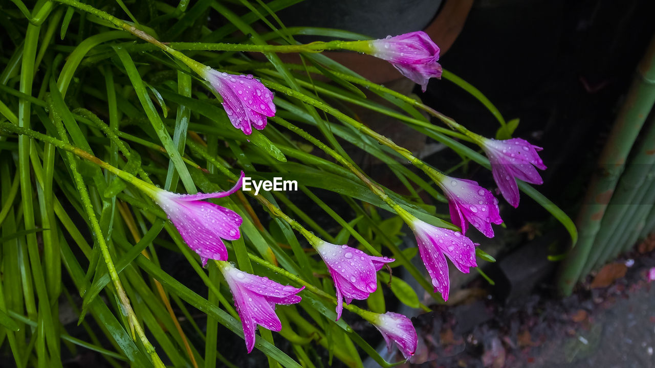 CLOSE-UP OF PINK FLOWERS BLOOMING IN PARK