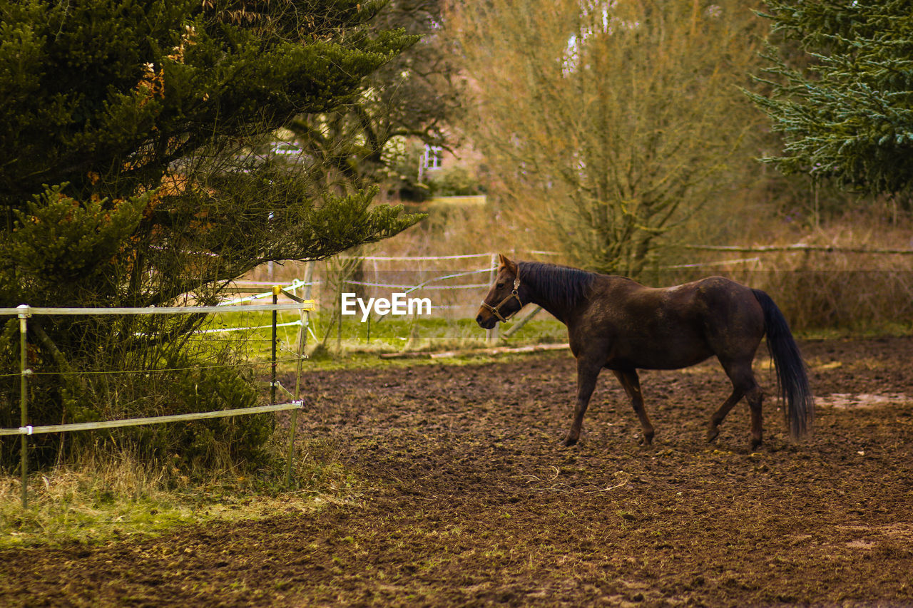 HORSE STANDING IN RANCH