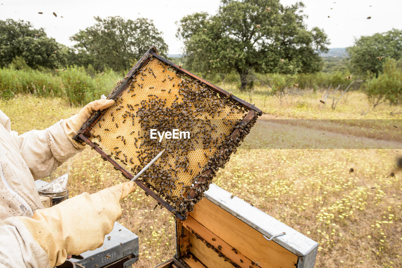 Rural and natural beekeeper, working to collect honey from hives