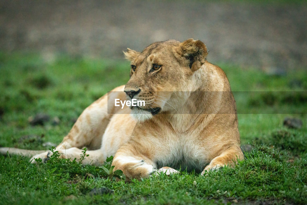 Close-up of lioness lying down looking left