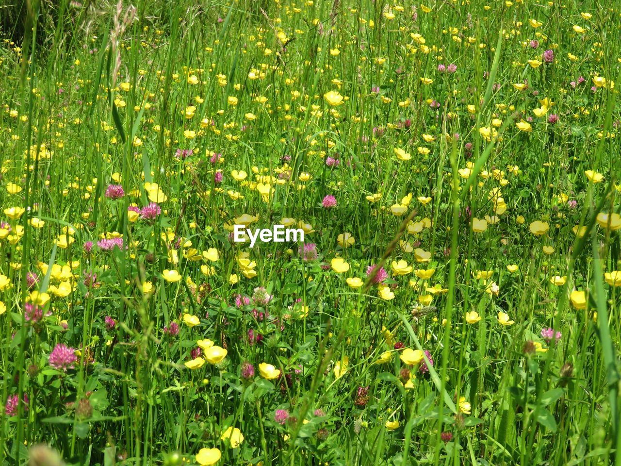 Flowers growing in field