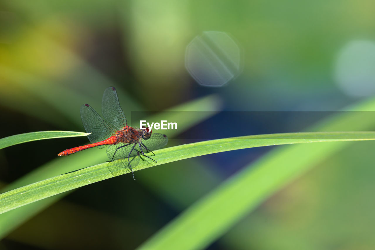 Close-up of insect on leaf