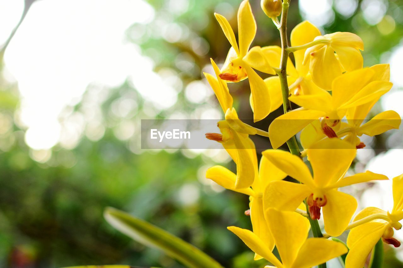 Close-up of yellow flowers