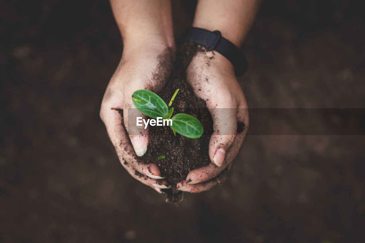 Closeup hands of person holding soil with young plant in hand.