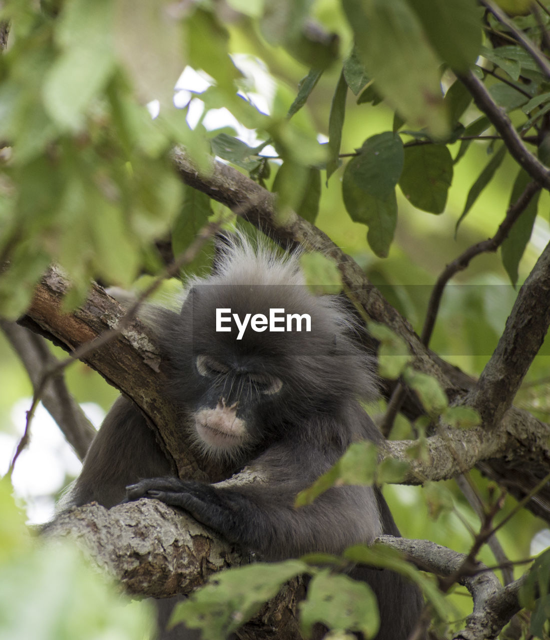 LOW ANGLE VIEW OF MONKEY ON BRANCH