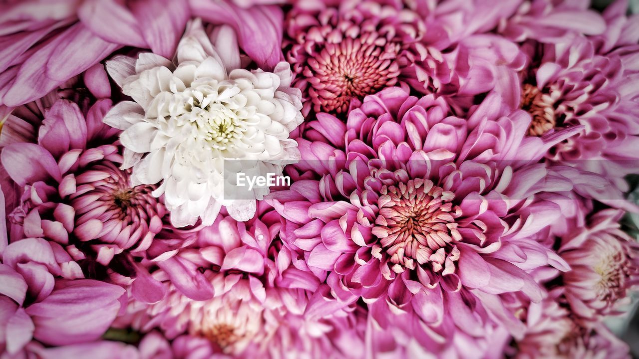 FULL FRAME SHOT OF FRESH PINK ROSES