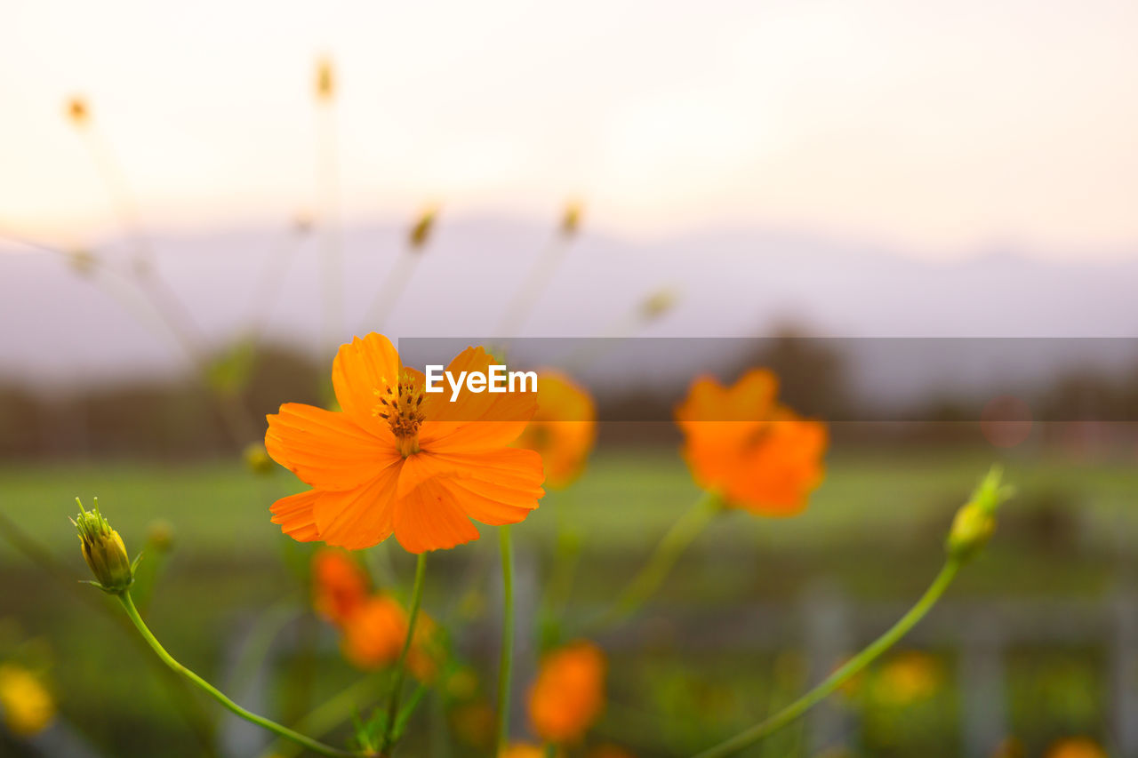 Close-up of yellow cosmos flower on field