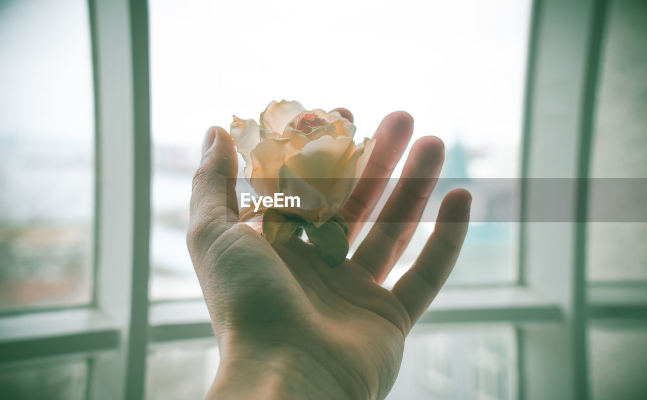 Close-up of hand holding rose against window