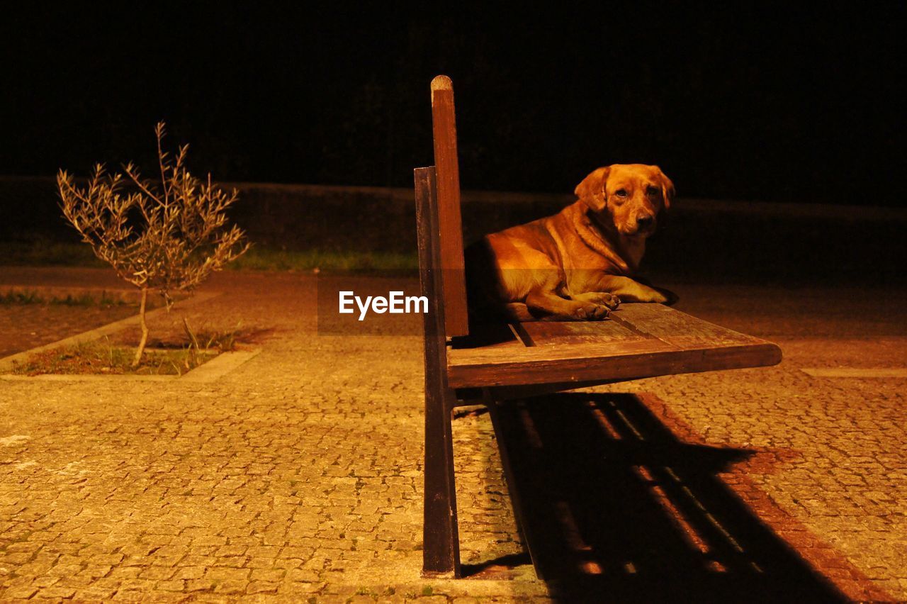 Close-up portrait of dog at night