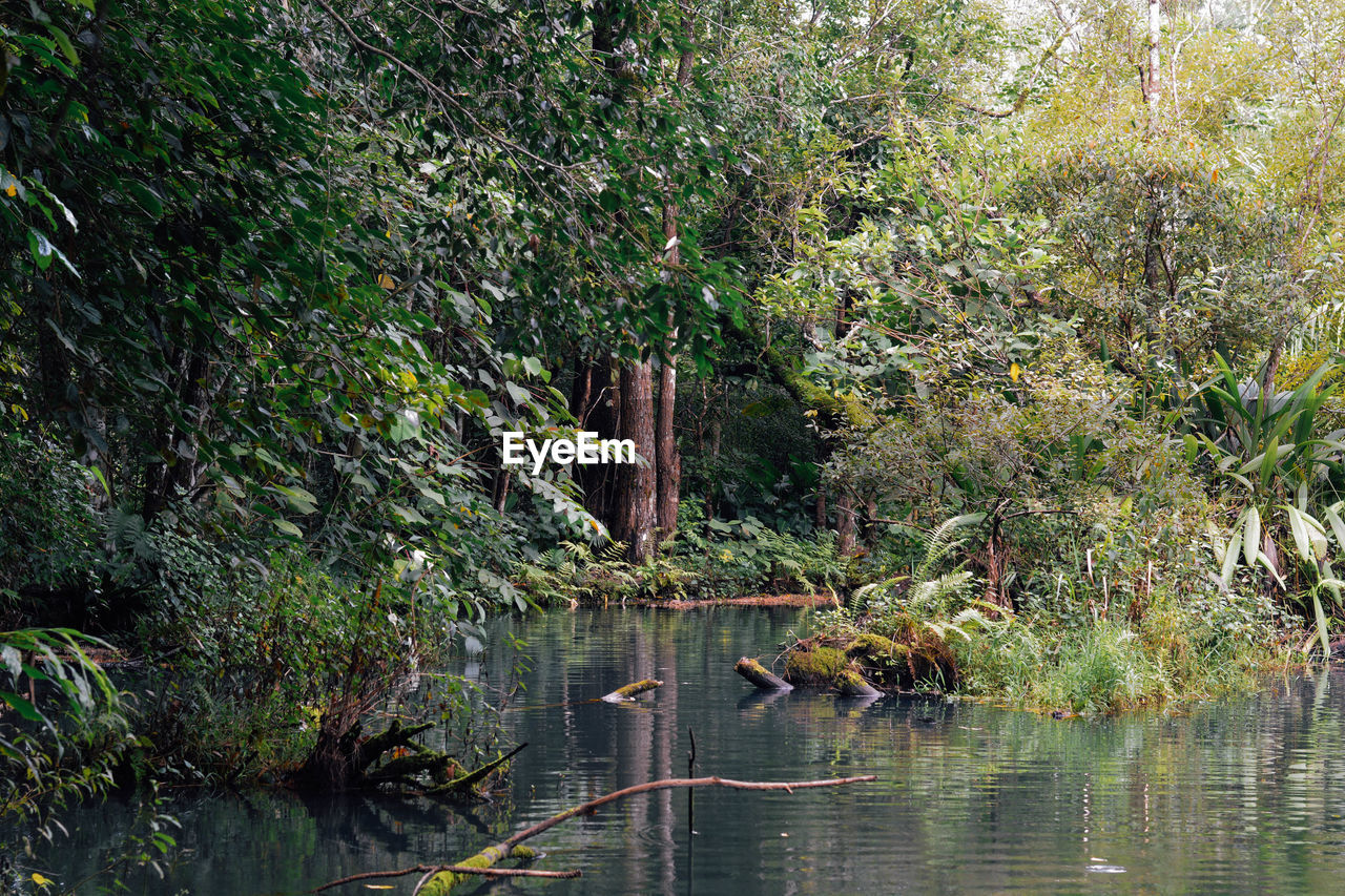 SCENIC VIEW OF FOREST