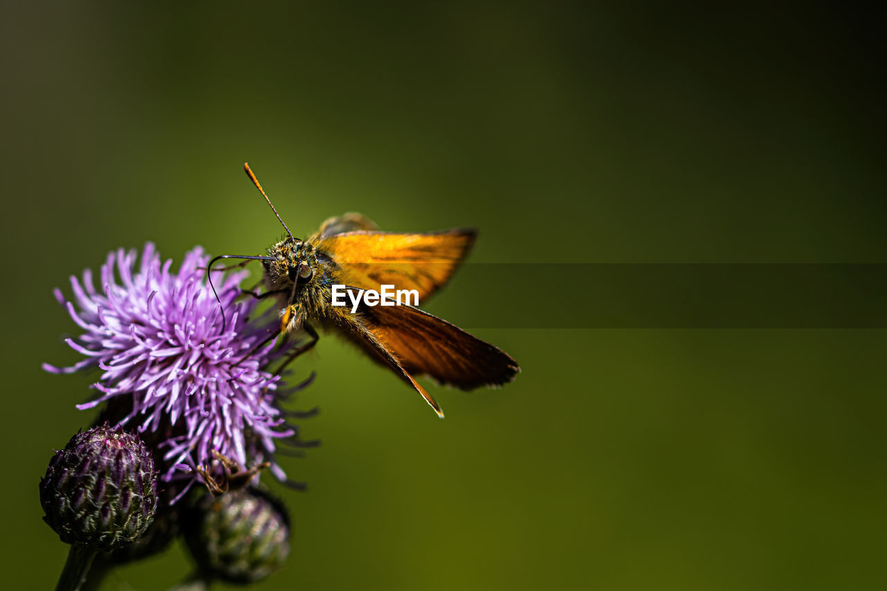 BUTTERFLY ON PURPLE FLOWER