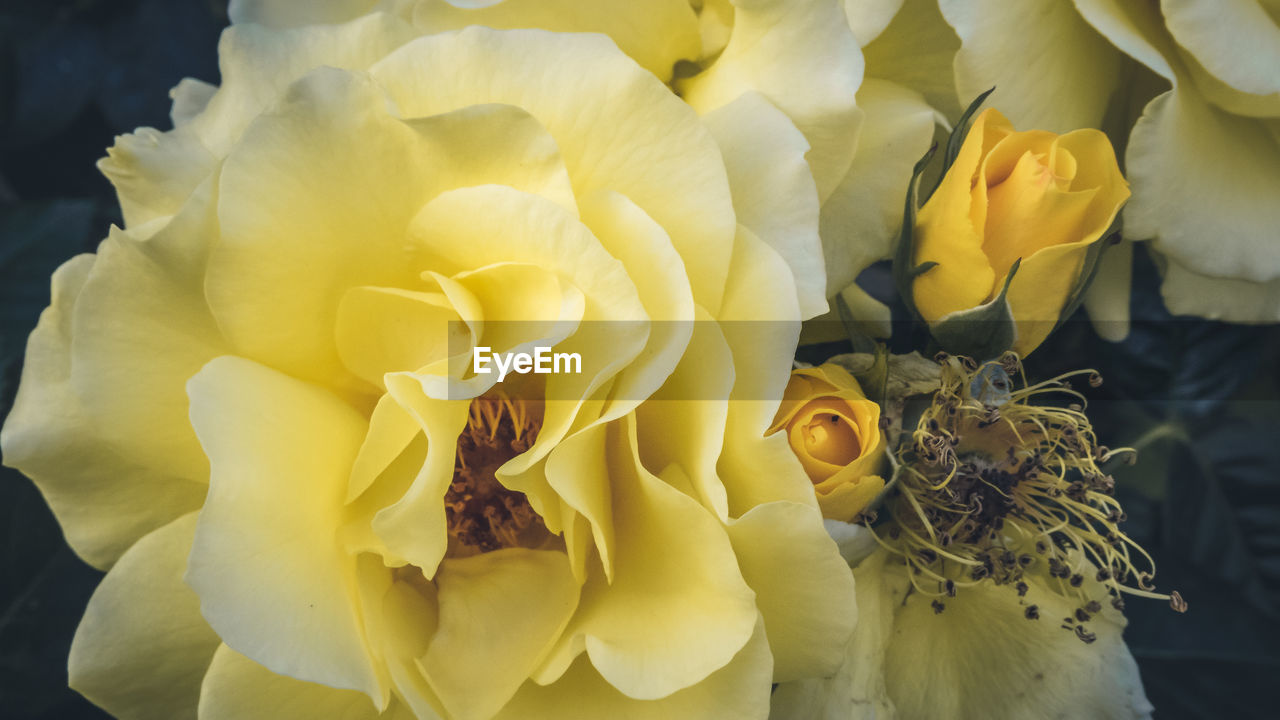 CLOSE-UP OF ROSE BOUQUET