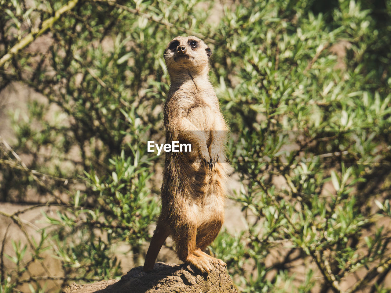 Close-up of a merkat on rock