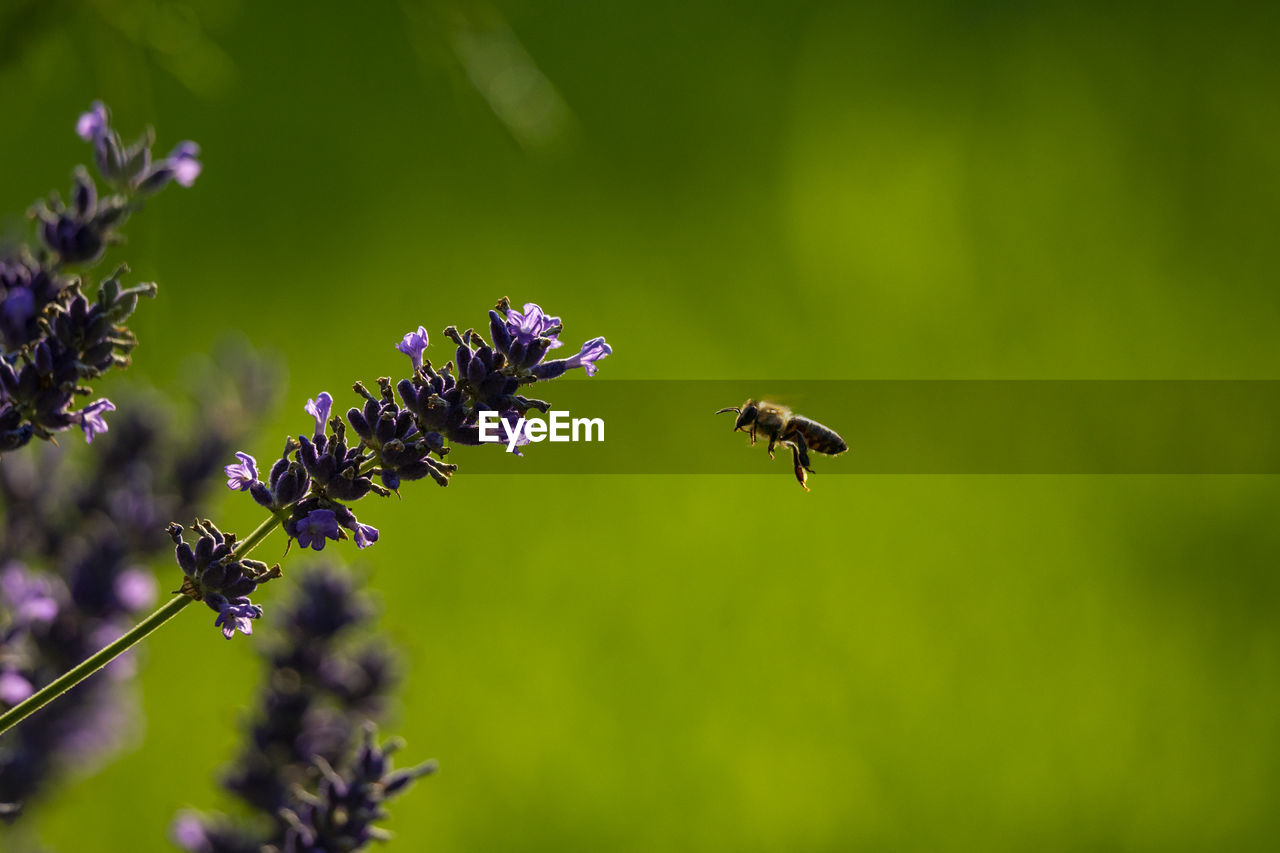 Flying bee with leander 