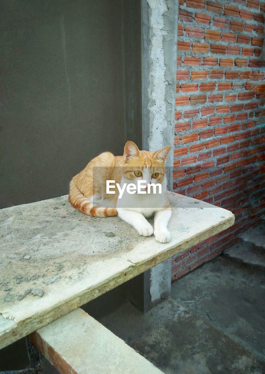 PORTRAIT OF CAT SITTING AGAINST WALL