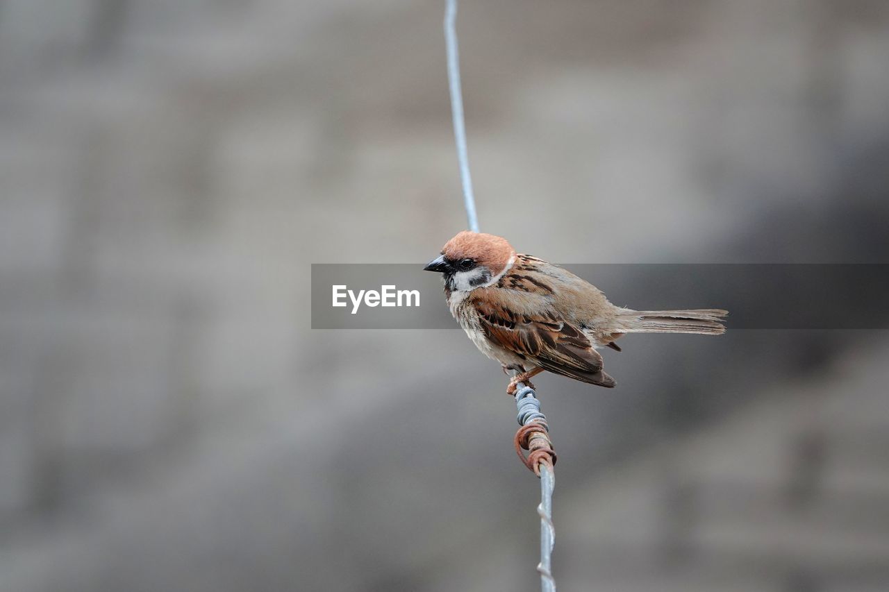 Close-up of bird perching