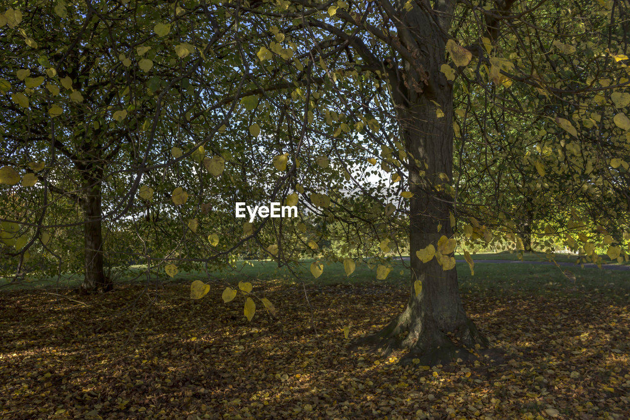 TREES GROWING ON FIELD AGAINST TREE