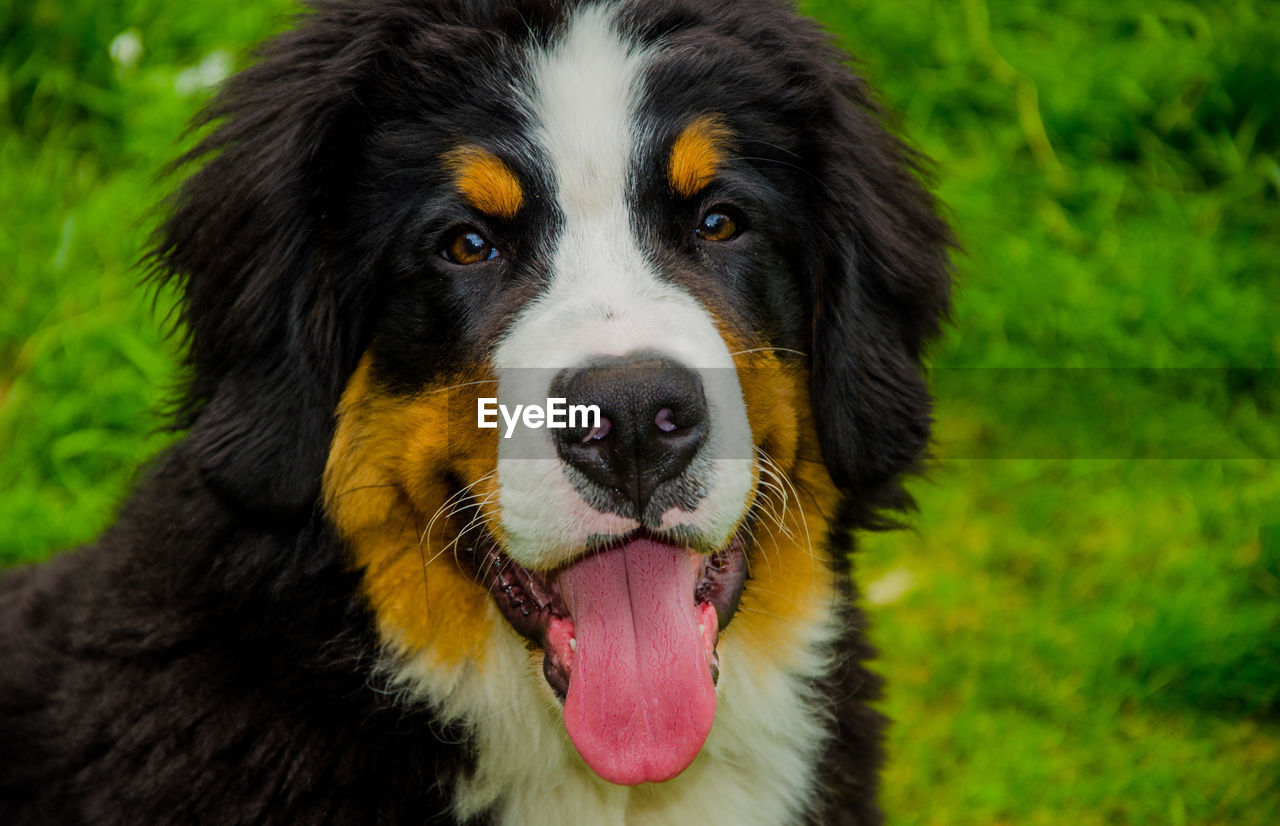 Portrait of bernese mountain dog sticking out tongue