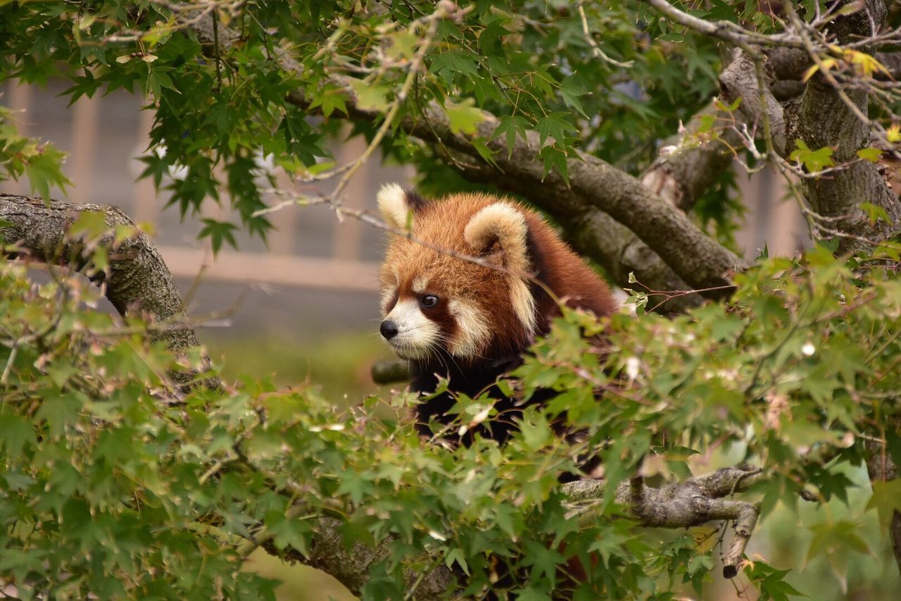 Close-up of panda on tree