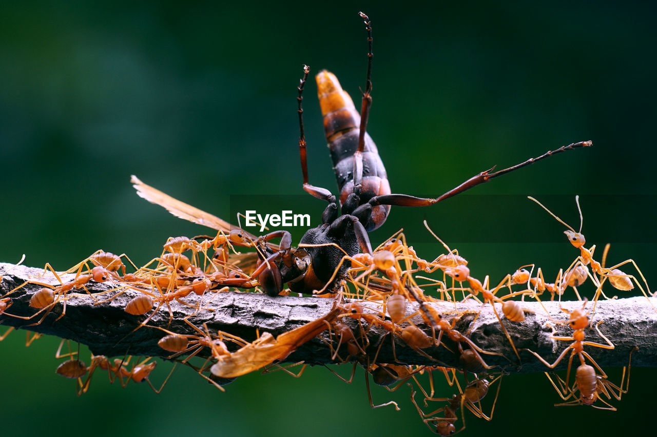 Close-up of insect on dry leaves