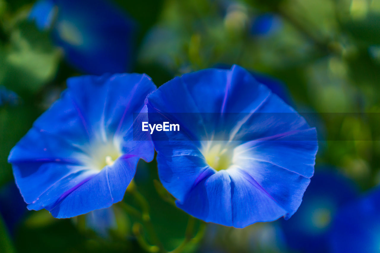 CLOSE-UP OF BLUE FLOWER BLOOMING