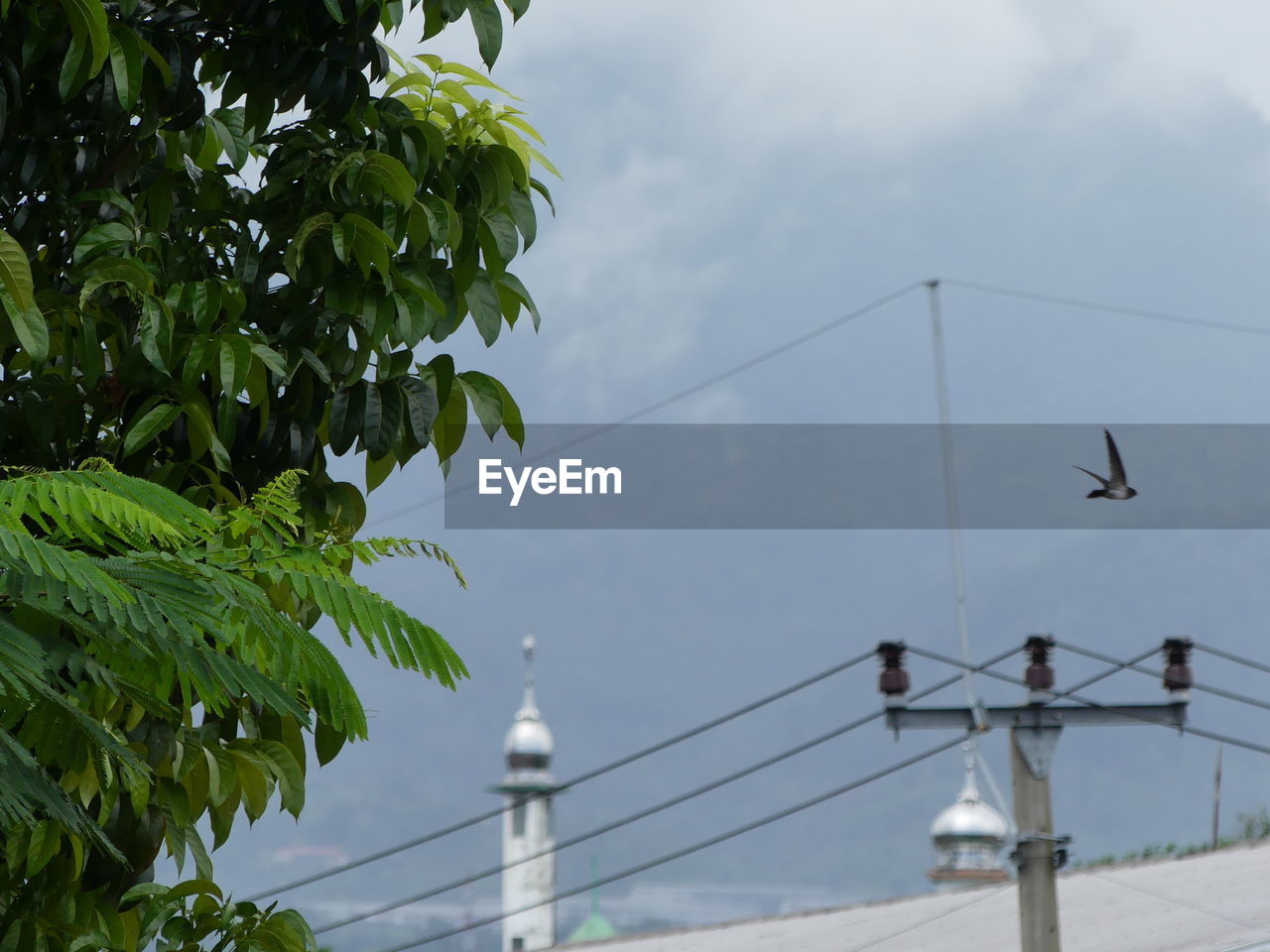 LOW ANGLE VIEW OF PIGEONS AGAINST SKY